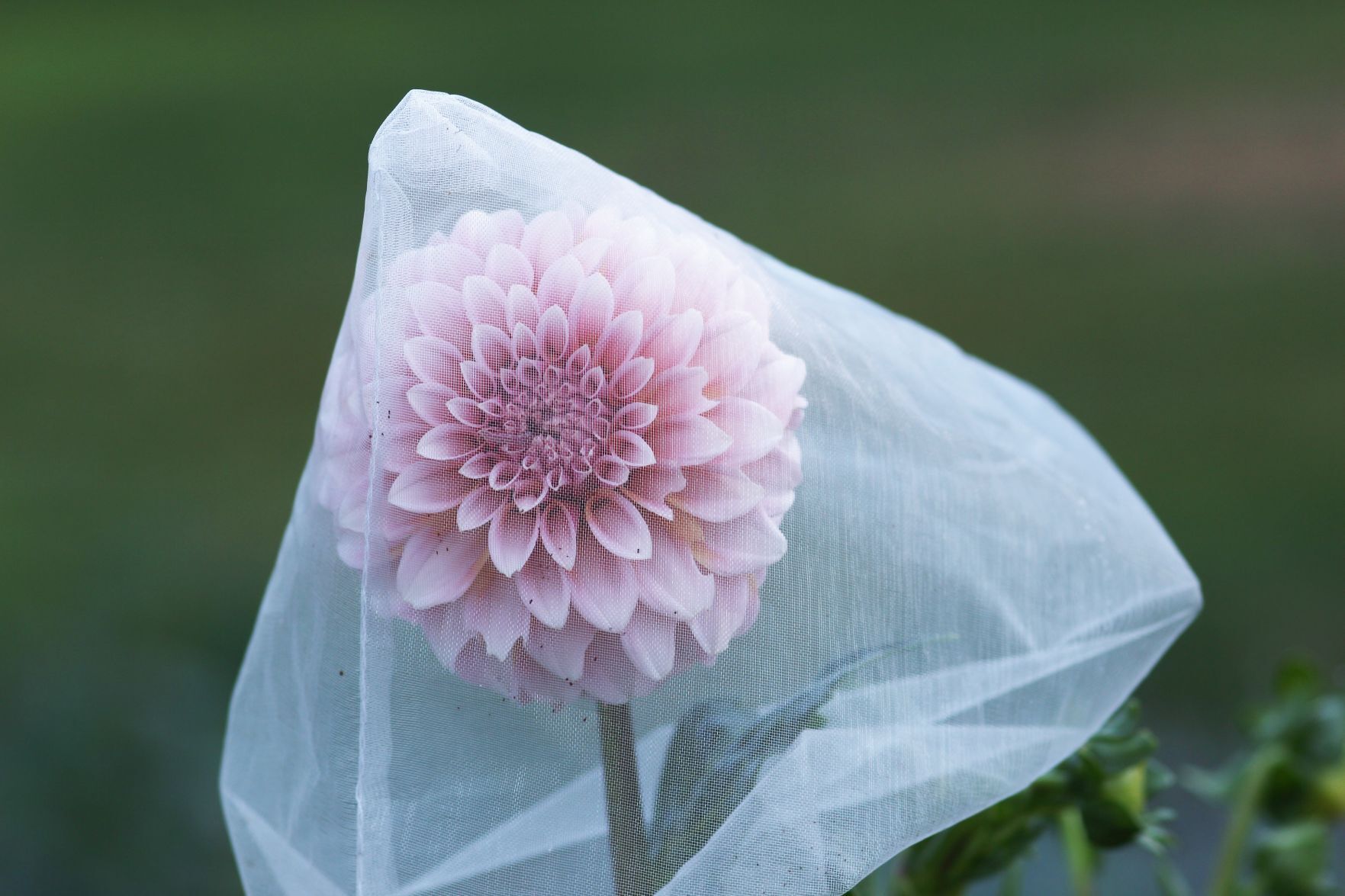 Dahlia